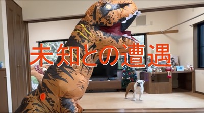 遠くへ逃げるブルドッグ