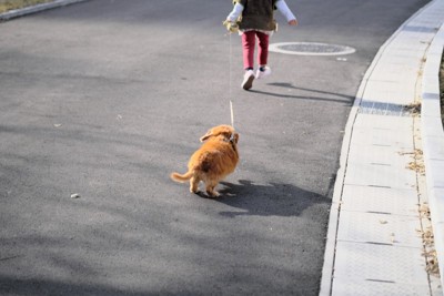 子供が引く犬の散歩