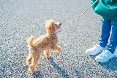 ペットシッターと散歩する子犬