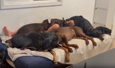 ワンコに埋もれて眠る