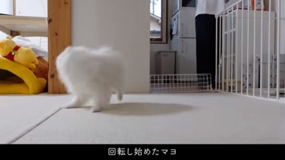 回転するマヨちゃん