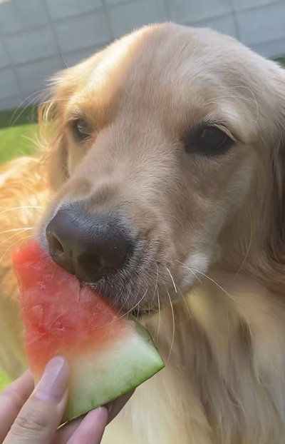 スイカを食べる大型犬
