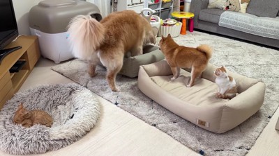 子猫も興味津々♪