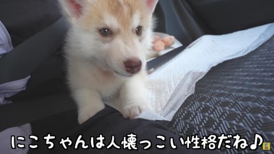 人懐っこい「にこ」ちゃん