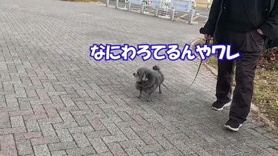 笑われて怒るゆず君