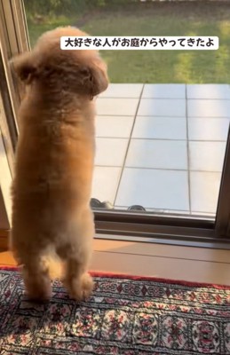 外を見つめる小型犬