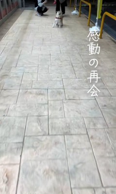 喜ぶ柴犬