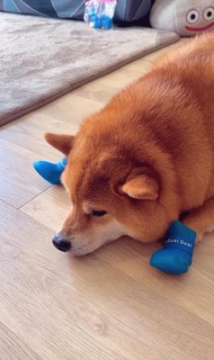 靴を履いたサブローくん9