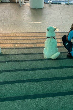看板犬が寄り添う
