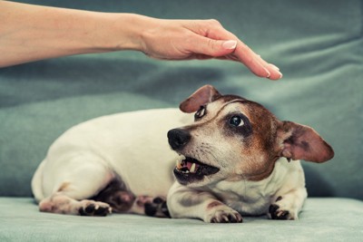 触ろうとする手を避けようとする犬