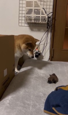赤ちゃん犬が脱走した時のまめちゃん6