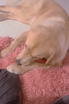 クッションを譲るメルくん