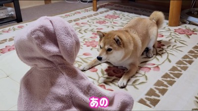 赤ちゃんの目の前にぬいぐるみを置く犬