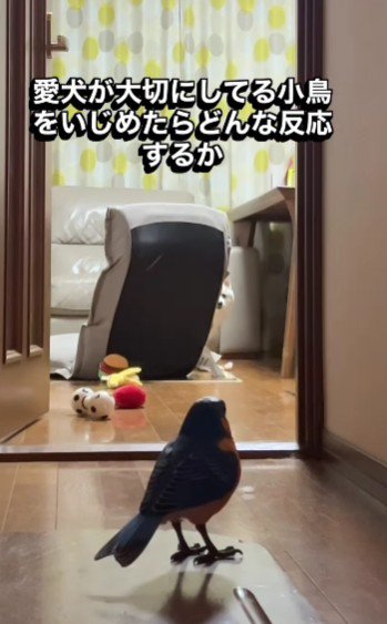 椅子の影からジロリ