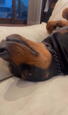 テンくんとニルくんの違い7