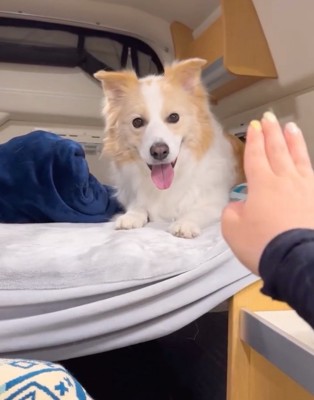 後ろに下がる犬