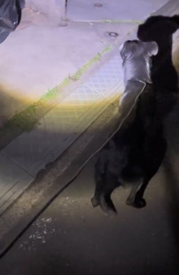 家の前で立ち止まる犬