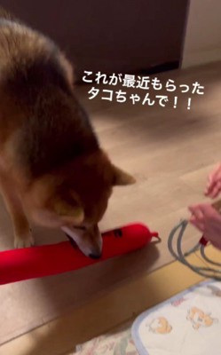 「これ見て！」