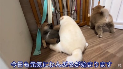 生後35日目の赤ちゃん犬たち