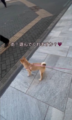 遊んでくれる人を探すせらちゃん2