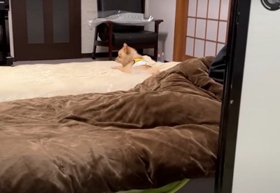 隣の部屋からみた犬1:21