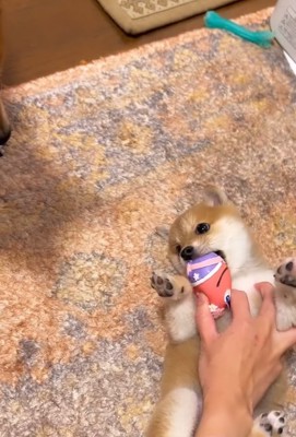 おもちゃで遊ぶ赤ちゃん犬