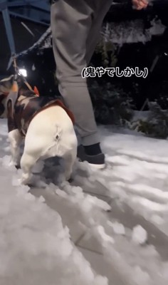 雪の上で立ち尽くす犬