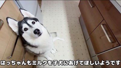 飼い主を見上げるハスキー犬