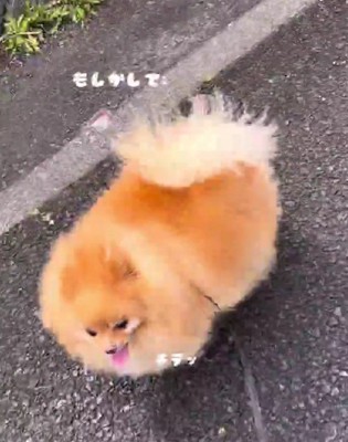 「どこ行くの…?」