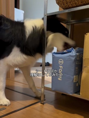 袋を確かめる犬