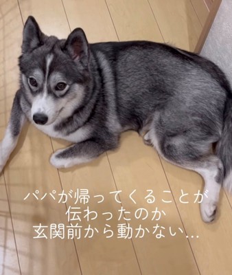 体を床に伸ばして玄関前にいる犬