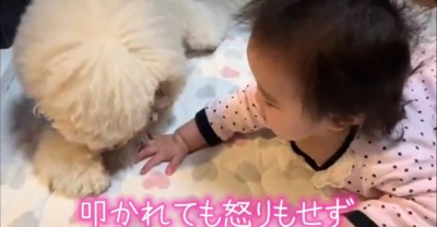 叩かれても…