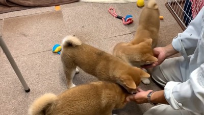 おやつに夢中になる4匹の子犬