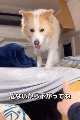 バックする犬