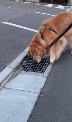 排水溝を愛するモッシュくん5