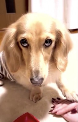 手に左足をのせる犬