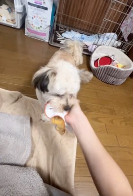 褒められる犬