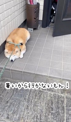 玄関先で座り込む犬
