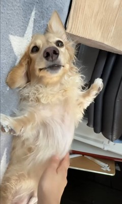りく君の撫でてアピール2