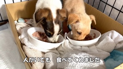 ご飯を食べるように