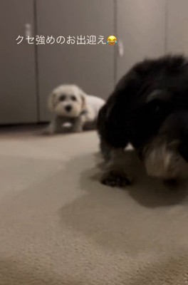 2匹の犬
