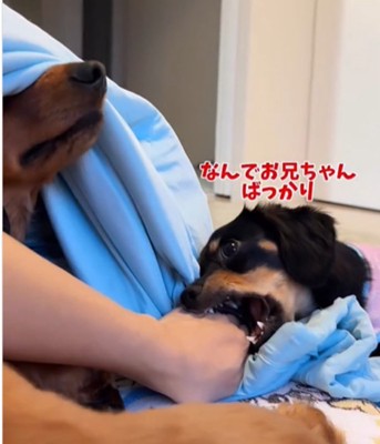手を噛む犬