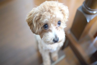 上目遣いする小型犬