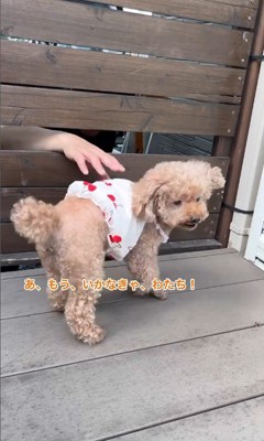 お父さんの帰りを待つティナちゃん8