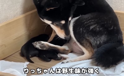 周囲を警戒するママ犬