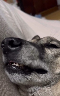 お顔がピクピク…