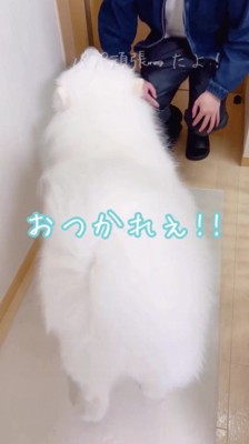 帰宅した男性の飼い主に駆け寄る犬