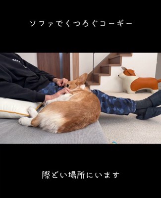 ソファから落ちたモナちゃん2