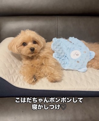 トントンしてみることに