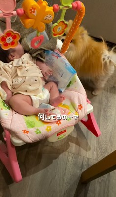 赤ちゃんと小型犬